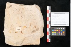 Foto (Objekt + Etikett) von Acer decipiens Braun (NHMW-GEO-2024-0188-11400)